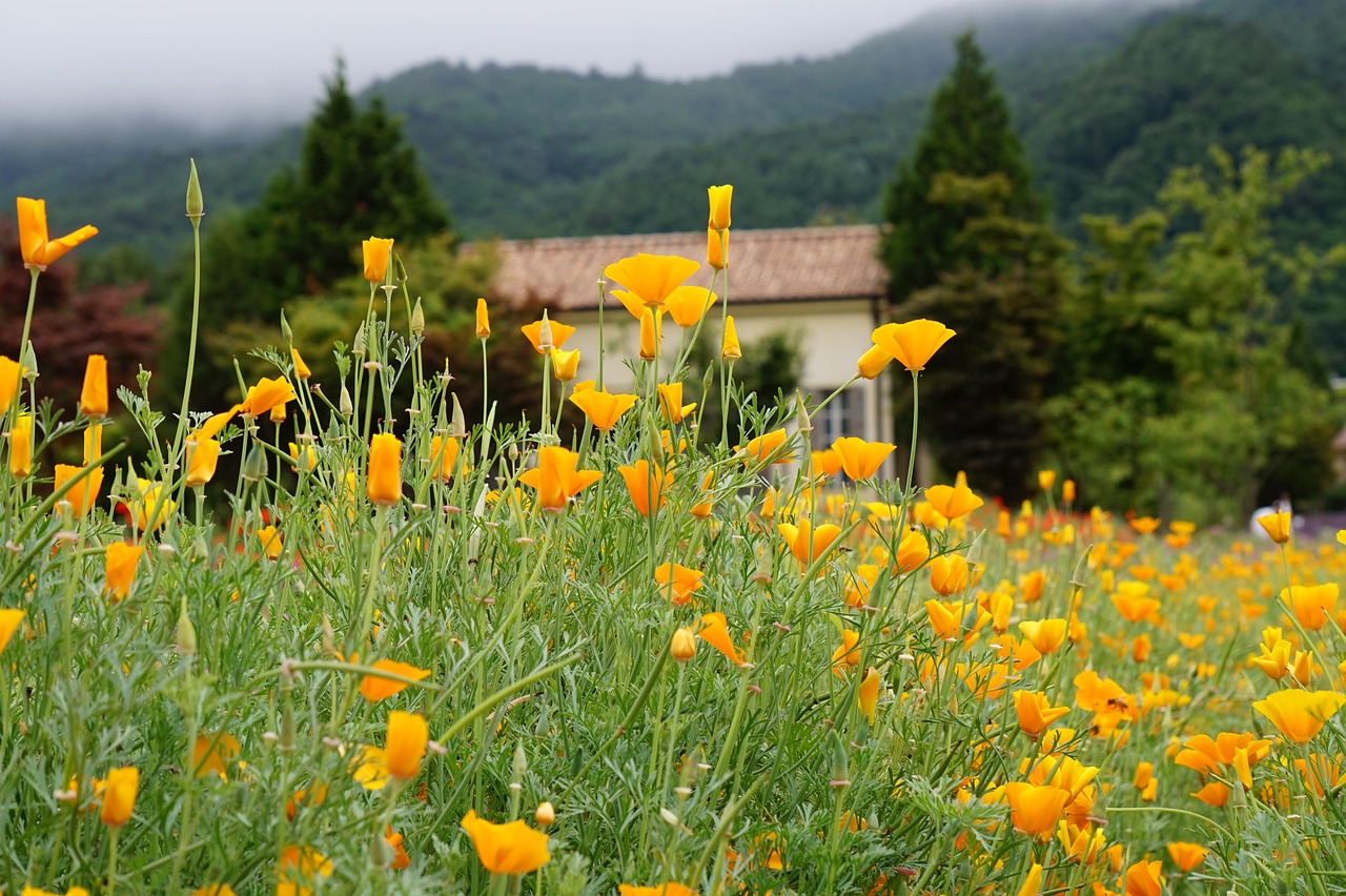 CC在线压力测试|亚太平台开户