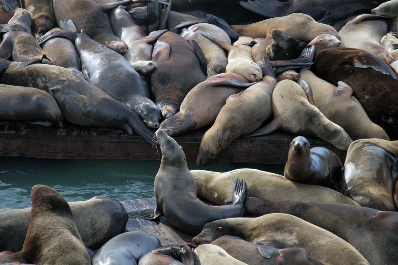 乐语通信实名账号:南宁会议直播平台代理