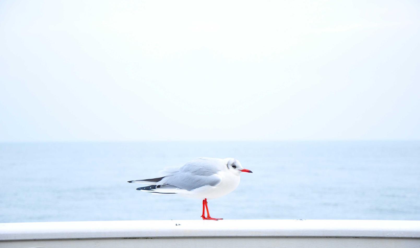 物联卡买卖：乾多多app详情下载教程