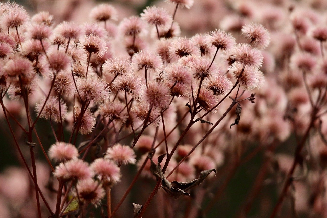 支付宝实名认证：商标注册公司代理骗局揭秘